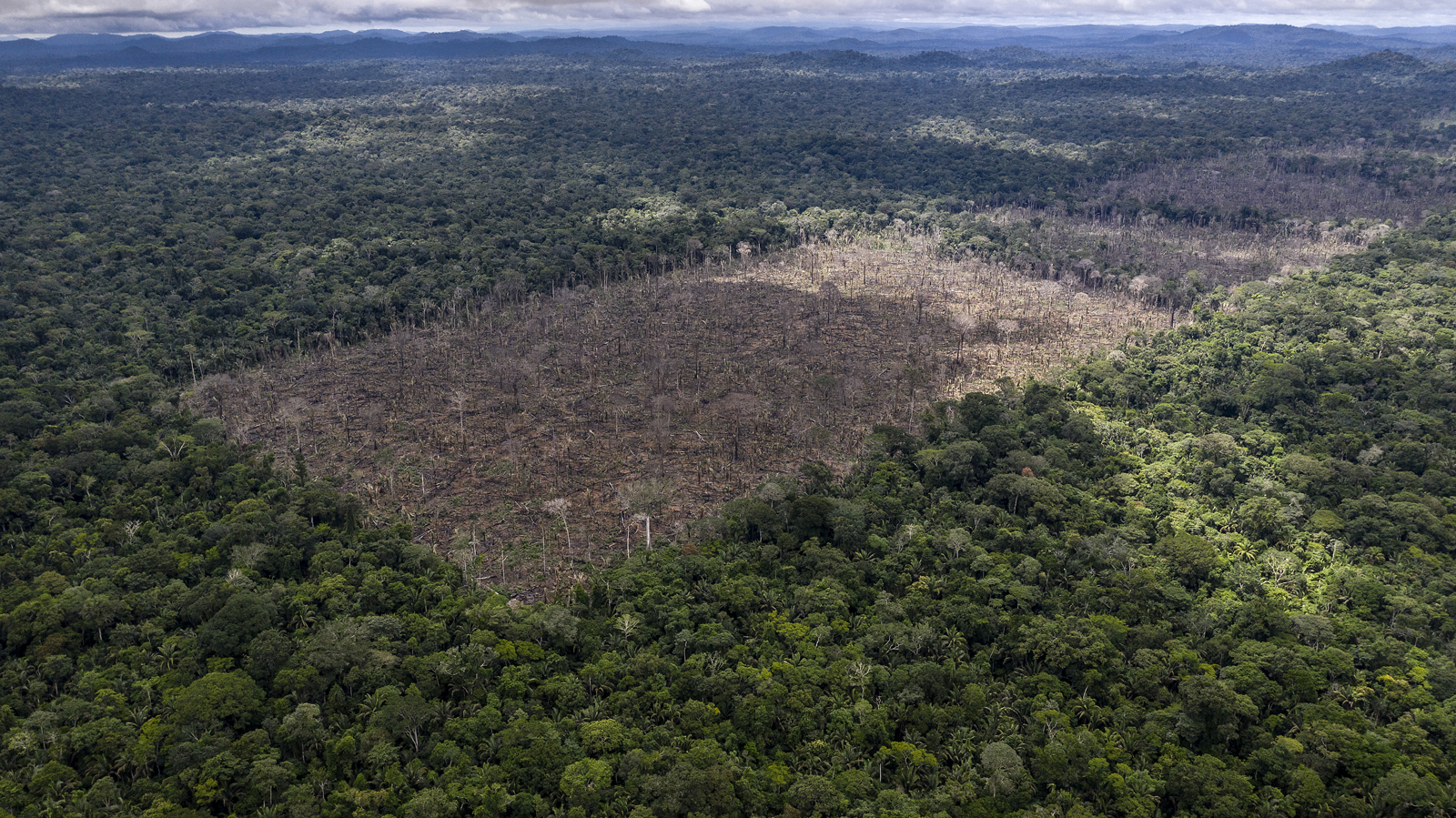 Agribusiness Giant Cargill Announces End Rainforest Destruction